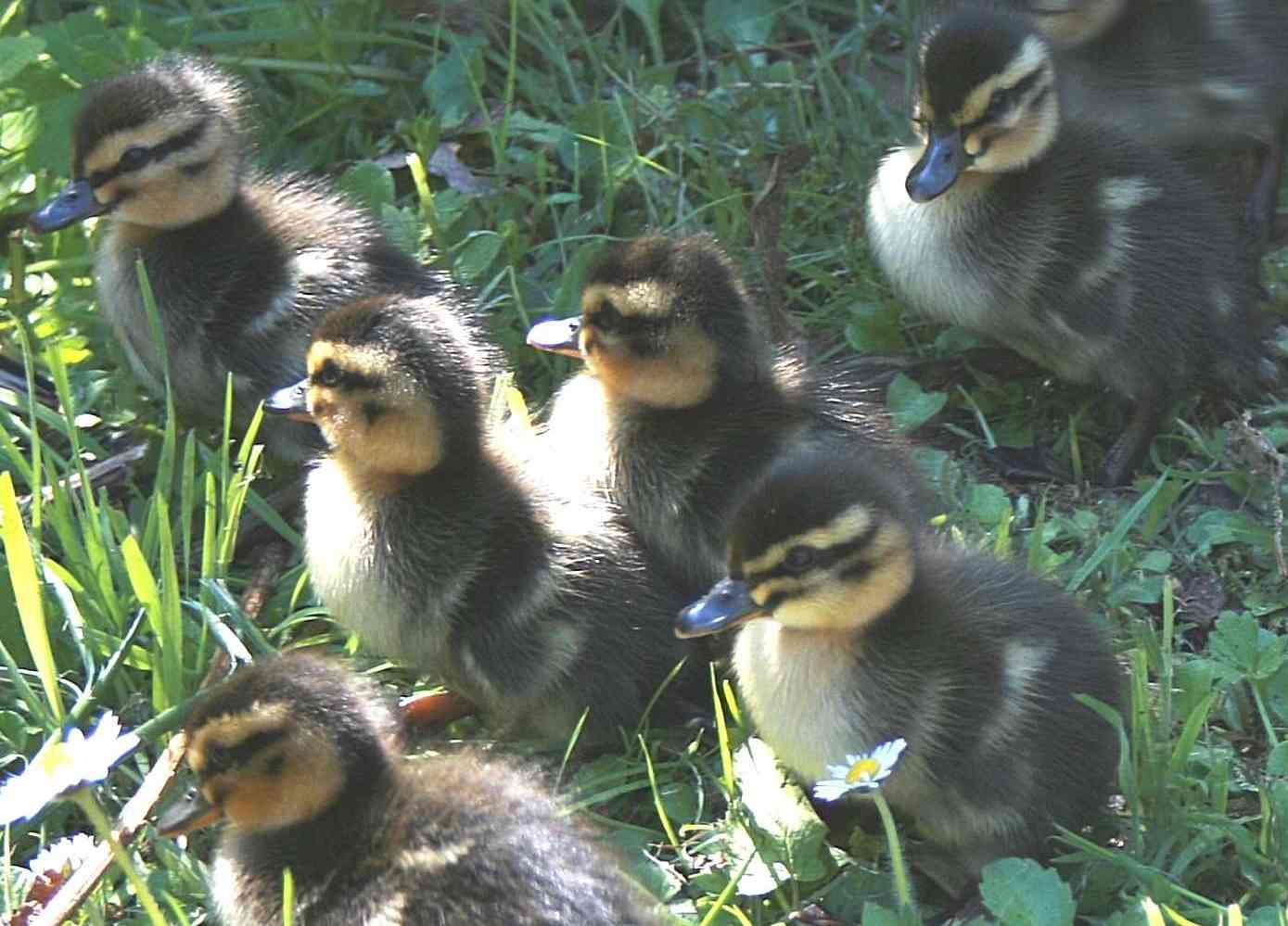 ducklings